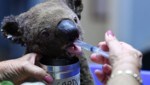 Ein dehydrierter und bei den Buschbränden verletzter Koala wird in einer Koala-Klinik aufgepäppelt. (Bild: Studi)