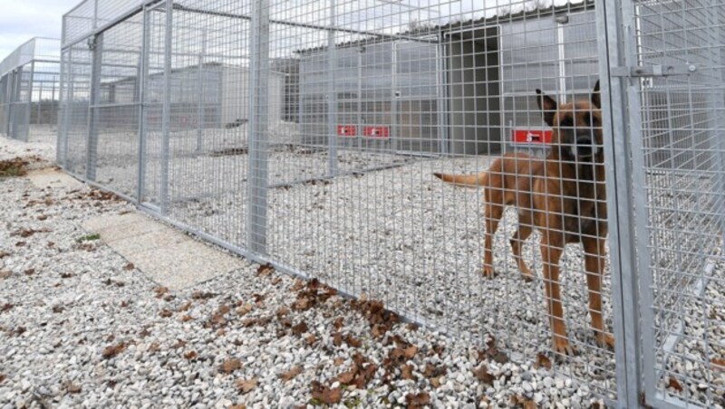 Die Zwingeranlage der Militärhunde am Gelände der Flugfeld-Kaserne in Wiener Neustadt (Bild: APA/HELMUT FOHRINGER)