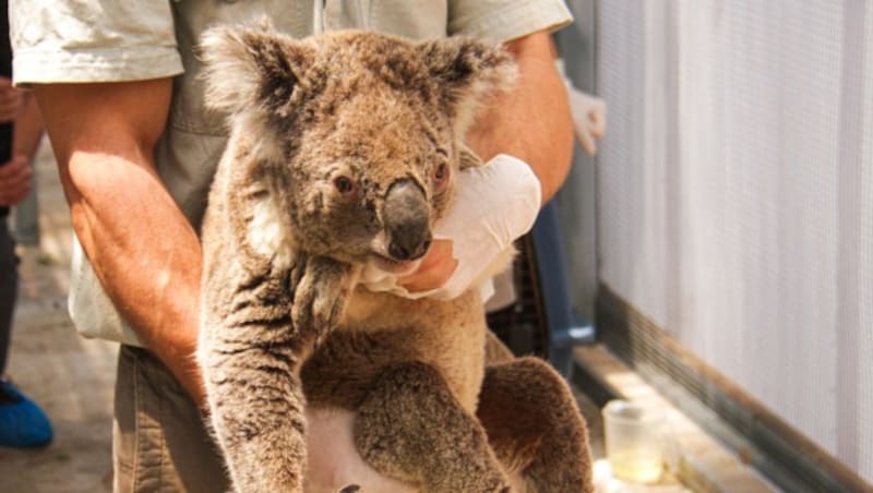 Ein vor den Buschfeuern geretteter Koala im Taronga Zoo in Sydney (Bild: AFP)