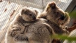 Insgesamt wurden ein Dutzend Koalas vor den australischen Buschfeuern gerettet. (Bild: AFP)