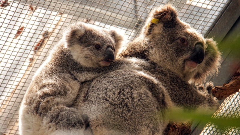 Koala a kicsinyével (Bild: AFP)