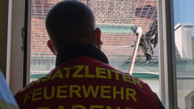(Bild: Freiwillige Feuerwehr Baden-Stadt / M.Prendinger / A.Stosch)