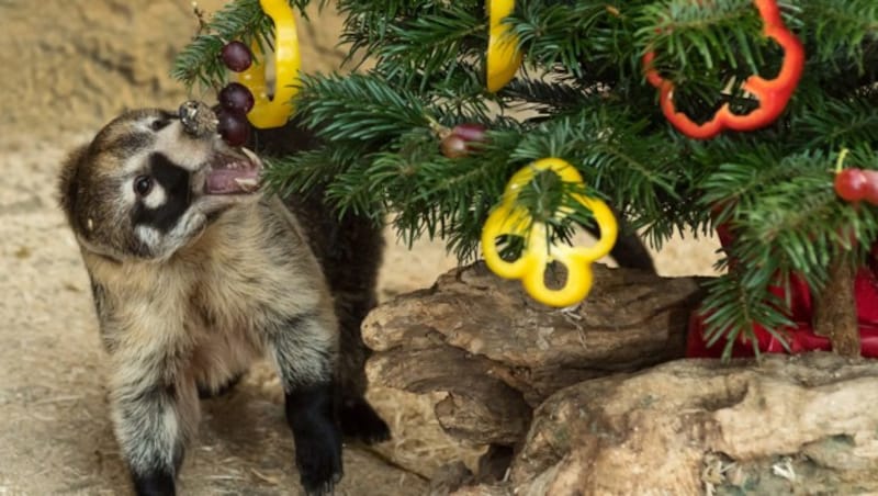 Für die Weißrüsselnasenbären im Tiergarten Schönbrunn gab es eine vorweihnachtliche Überraschung: einen Christbaum geschmückt mit Paprika-Ringen und Weintrauben. (Bild: APA/DANIEL ZUPANC)