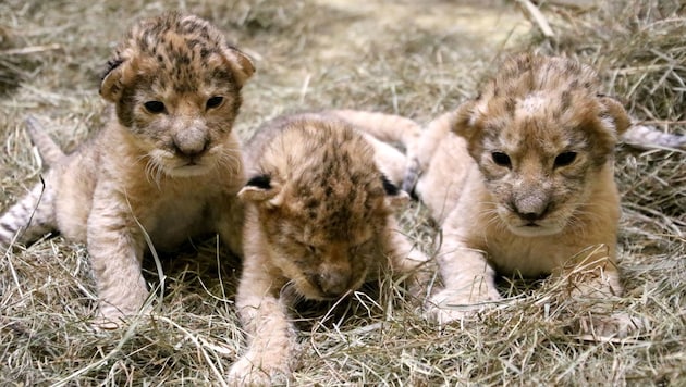 Die drei Löwenbabys „Spartacus“, „Maximus“ und „Tiberius“ (Bild: Tierwelt Herberstein)