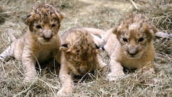 Die drei Löwenbabys „Spartacus“, „Maximus“ und „Tiberius“ (Bild: Tierwelt Herberstein)