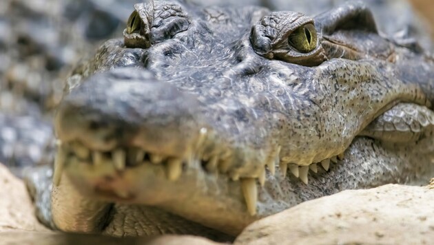 Philippinen-Krokodil (Bild: ©jgolby - stock.adobe.com (Symbolbild))