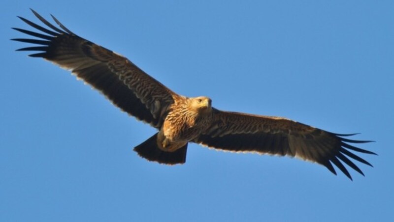 Stark gefährdet durch die Zerstörung seines Lebensraums: Lediglich 55 Kaiseradler wurden 2019 in freier Wildbahn in Österreich gesichtet, ausgegangen wird von bis zu 70 Exemplaren. (Bild: APA/RICHARD KATZINGER)