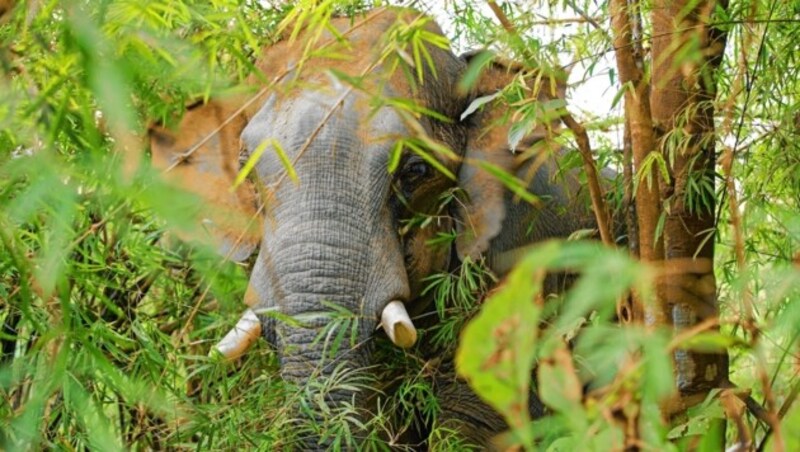 Ein Elefant im Dschungel von Myanmar (Bild: Julia Thiemann/WWF-Germany)