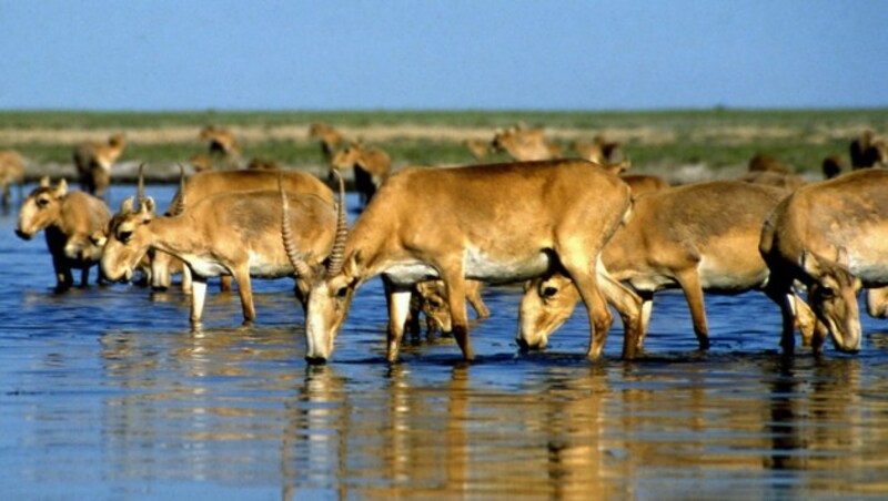 Saiga-Antilopen (Bild: AFP)