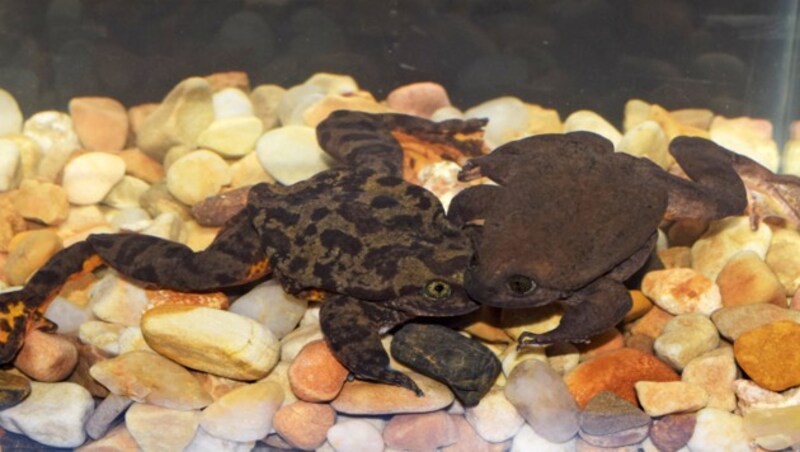 „Romeo“ und „Julia“ - die Sehuencas-Wasserfrösche im Aquarium des Naturhistorischen Museums Alcide d‘Orbigny auf Kuschelkurs. (Bild: AFP)