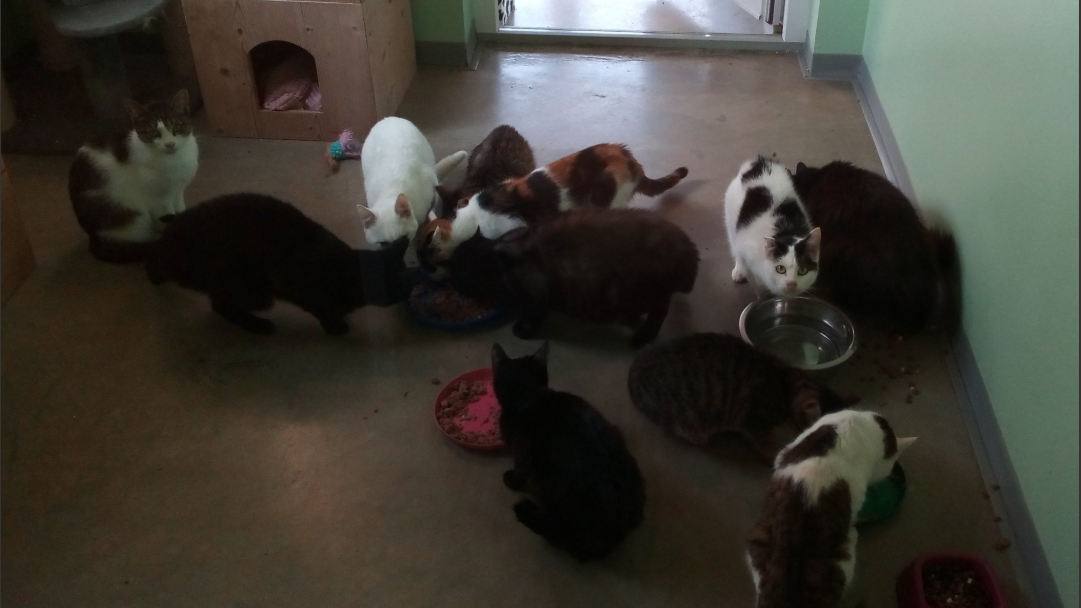 25 der geretteten Katzen sind nun im Tierheim Hallein untergebracht (Bild: Tierheim Hallein)