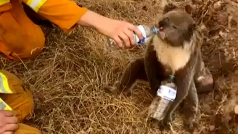 Ein Koala lässt sich von einem Feuerwehrmann Wasser einflößen. (Bild: AP)