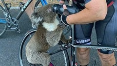 Das Schicksal des kleinen Koalas geht um die Welt. (Bild: Screenshot Instagram)