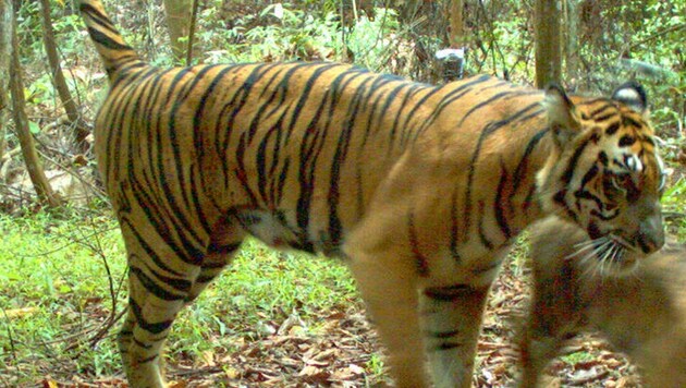 Sumatra-Tiger (Symbolbild) (Bild: AFP PHOTO/WWF)