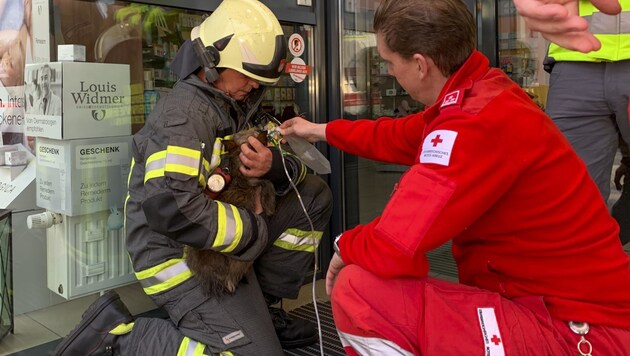 Sanitäter versorgten auch die Haustiere mit Sauerstoff (Bild: Tschepp Markus)