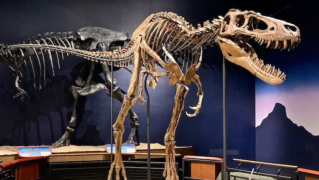 Das Skelett von Nanotyrannus „Jane“ im Burpee Museum of Natural History in Rockford (Illinois) (Bild: Wikipedia/Zissoudisctrucker (CC BY-SA 4.0))