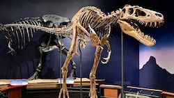 Das Skelett von Nanotyrannus „Jane“ im Burpee Museum of Natural History in Rockford (Illinois) (Bild: Wikipedia/Zissoudisctrucker (CC BY-SA 4.0))