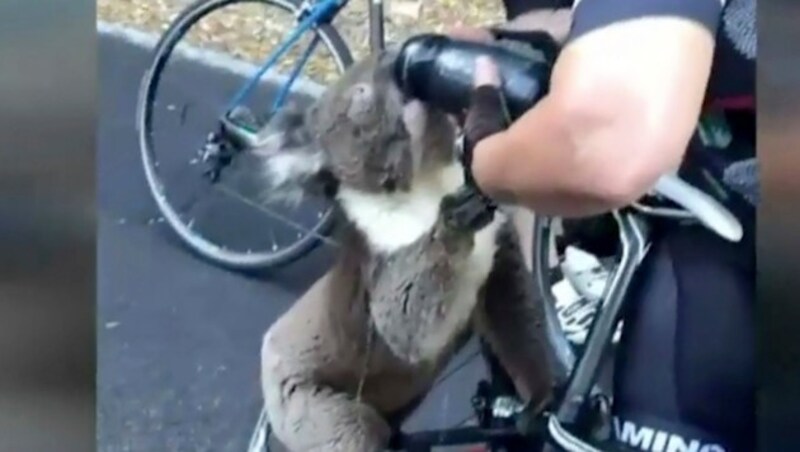 Koalas sind von den Buschbränden in Australien besonders betroffen. Immer wieder wagen sie sich an Menschen heran, um etwas Wasser zu bekommen. (Bild: @bikebug2019)