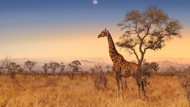 Giraffe im Kruger-Nationalpark (Bild: ©Christian - stock.adobe.com)