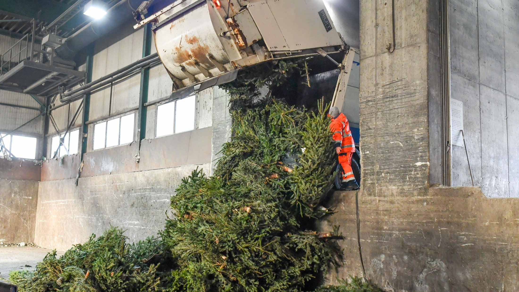 ChristbaumAbholung Aus Linzer Tannengrün wird wertvoller Bio