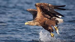 Österreichs Wappentier, der Seeadler galt bereits als ausgestorben. Doch mittlerweile „fischt“ er wieder in heimischen Gewässern. (Bild: WWF/JARI PELTOMKI / BIRDFOTO.F)