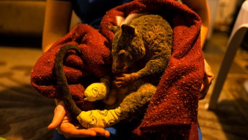 Eine Tierärztin versorgt ein verletztes Opossum. (Bild: © Andrew Quilty/Greenpeace)