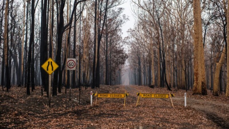 Der Murramarang National Park ist ausgebrannt. (Bild: © Andrew Quilty/Greenpeace)