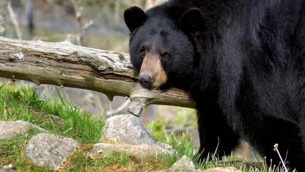 Amerikanische Schwarzbären leben in großen Teilen Nordamerikas. Sie gelten im Vergleich zu den Grizzlybären als weniger gefährlich. (Bild: stock.adobe.com (Symbolbild))