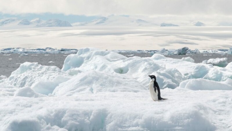 Einsamer Adeliepinguin auf einer Eisscholle (Bild: Sebastian Räuchle)