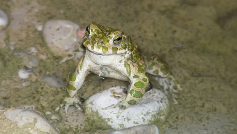 Alle Amphibien, wie etwa Wechselkröten, schwinden stark. (Bild: Alexander Schuster)