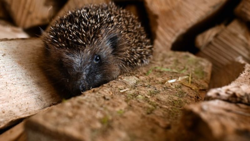 Jährlich werden zahllose Igel Opfer von Autos. (Bild: Markus Wenzel)