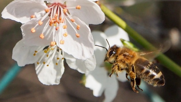 So wertvolle Bestäuber: Unsere Bienen. (Bild: Harald Dostal)