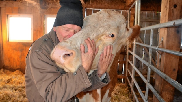 Der Altbauer mit einer seiner Kühe (Bild: Fulterer Claudia)
