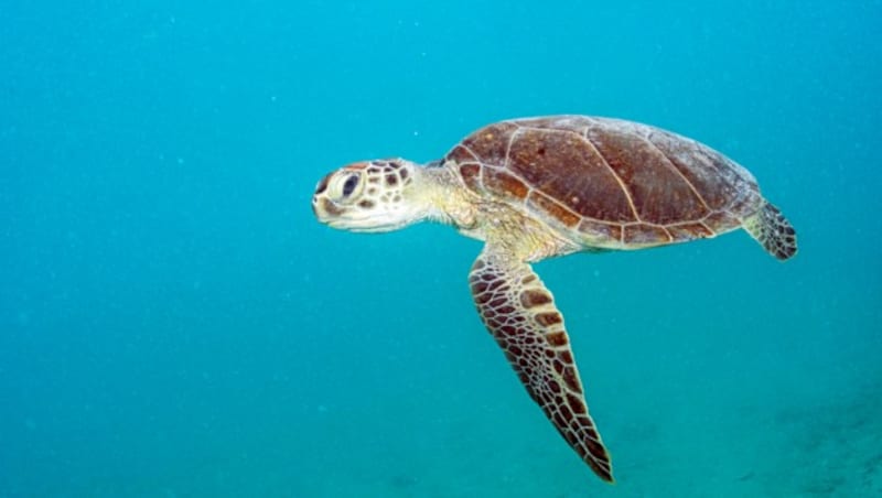 Grüne Schildkröte (Bild: © Shane Gross/Greenpeace)