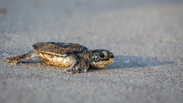 Lederschildkröte (Bild: © Jody Amiet/Greenpeace)