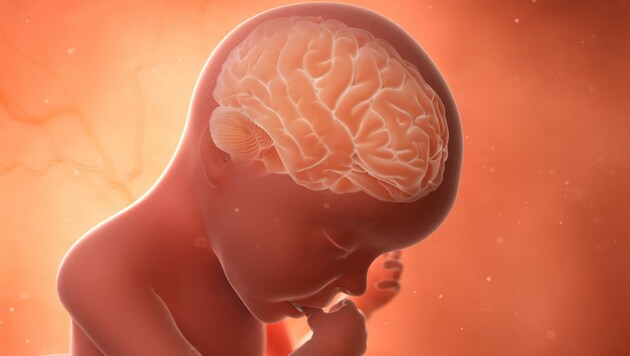 Psychostimulanzien haben Einfluss auf die Nervenentwicklung. (Bild: Sebastian Kaulitzki/stock.adobe.com)