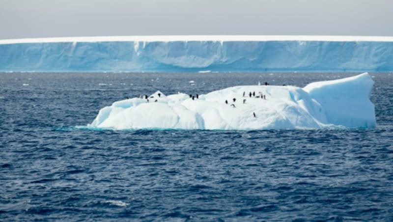 Adeliepinguine (Bild: © Christian Åslund/Greenpeace)