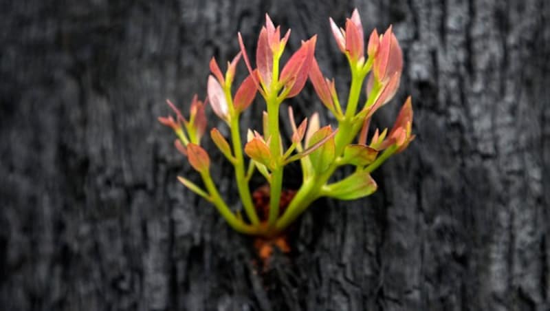 Aus dem verkohlten Stamm eines Baumes sprießt nach Regen neues Leben. (Bild: Associated Press)