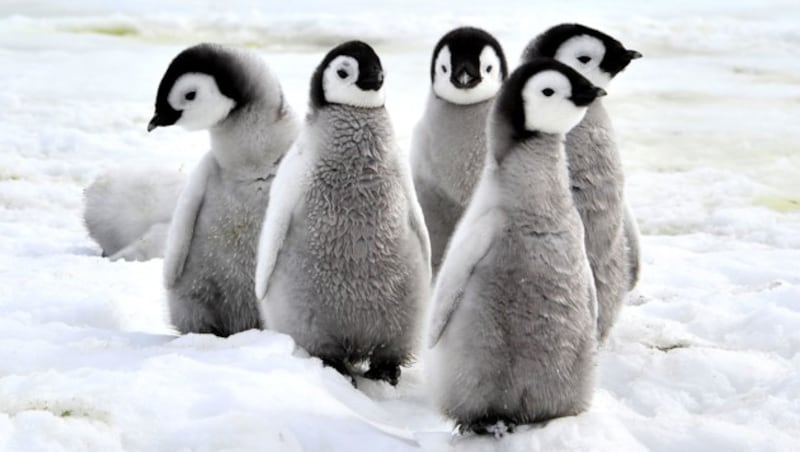 Junge Kaiserpinguine (Bild: ©Silver - stock.adobe.com)