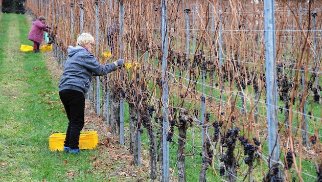 In den schneefreien Weingärten fand die erste Ernte des Jahres statt. (Bild: Fürbass Josef)
