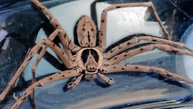 Diese Spinne sorgte in einem steirischen Supermarkt für Aufregung. (Bild: Reptilien- und Amphibienverein)