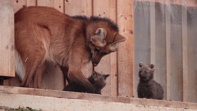 (Bild: Tierwelt Herberstein)