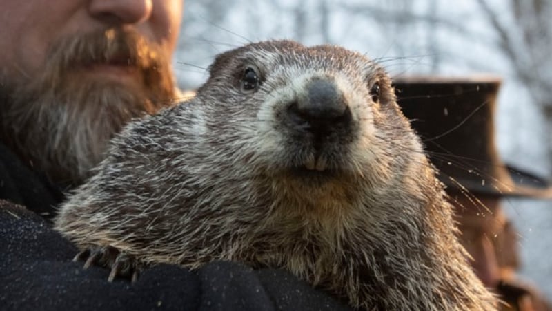 Murmeltier Phil sagte für 2020 einen frühen Frühling voraus. (Bild: APA/AP)