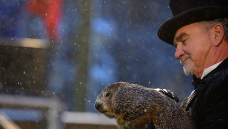 Punxsutawney Phil hat seinen Schatten am Murmeltiertag 2020 nicht gesehen. (Bild: 2020 Getty Images)