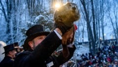 Jedes Jahr am 2. Februar wird in Punxsutawney der Murmeltiertag gefeiert. (Bild: 2020 Getty Images)