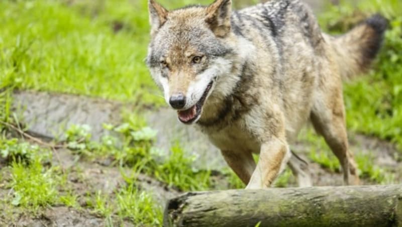 Ob es sich tatsächlich um einen Wolf handelt, soll ein DNA-Test offenbaren. (Bild: Gerhard Schiel)