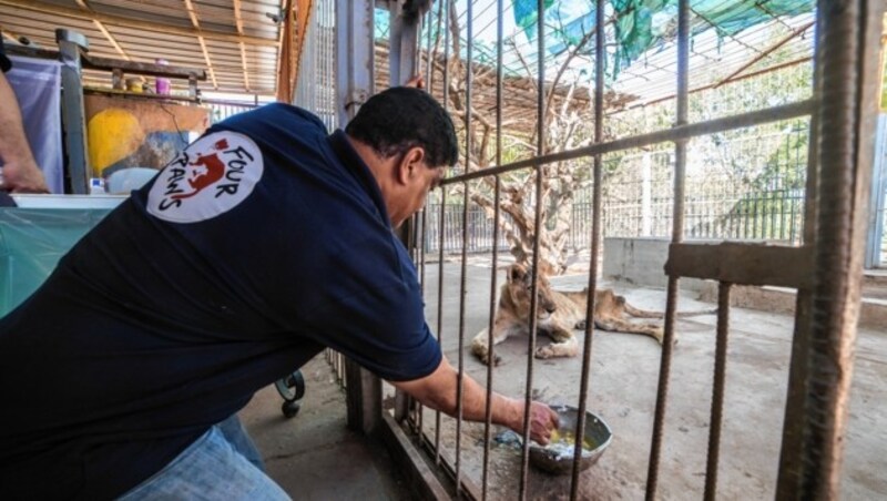 Besserung in Sicht! Nach mehrstündigen Infusionen hat die Löwin „Kandaka“ bereits wieder ein wenig Nahrung zu sich genommen. (Bild: Vier Pfoten/Atif Saad)