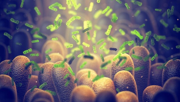 Zahlreiche Mikroorganismen besiedeln unser Verdauungsorgan. (Bild: nobeastsofierce/stock.adobe.com)