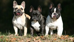 Das Leben glücklicher Bulldoggen. (Bild: stock.adobe.com)