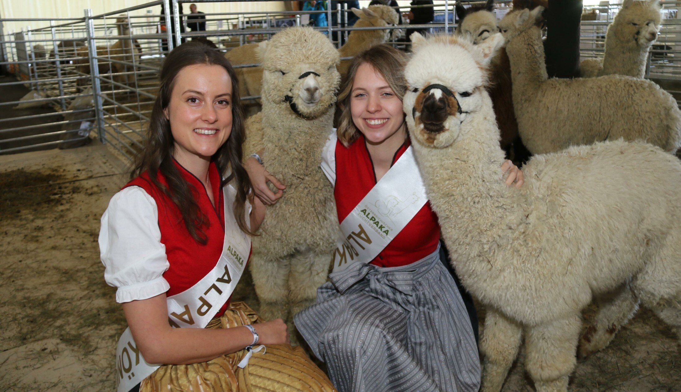 Noch bis Sonntag 340 Alpakas erobern die Grazer Messe krone.at